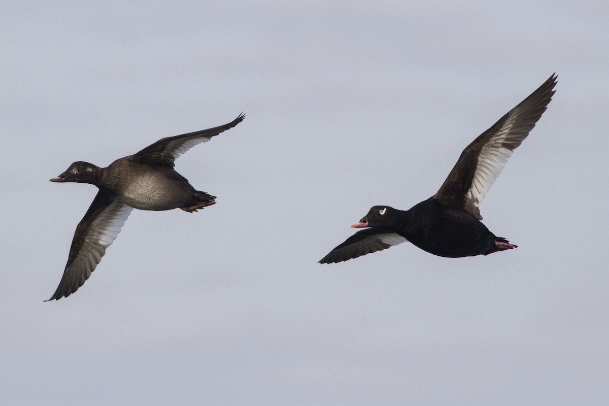 White-winged Scoter - ML69257551