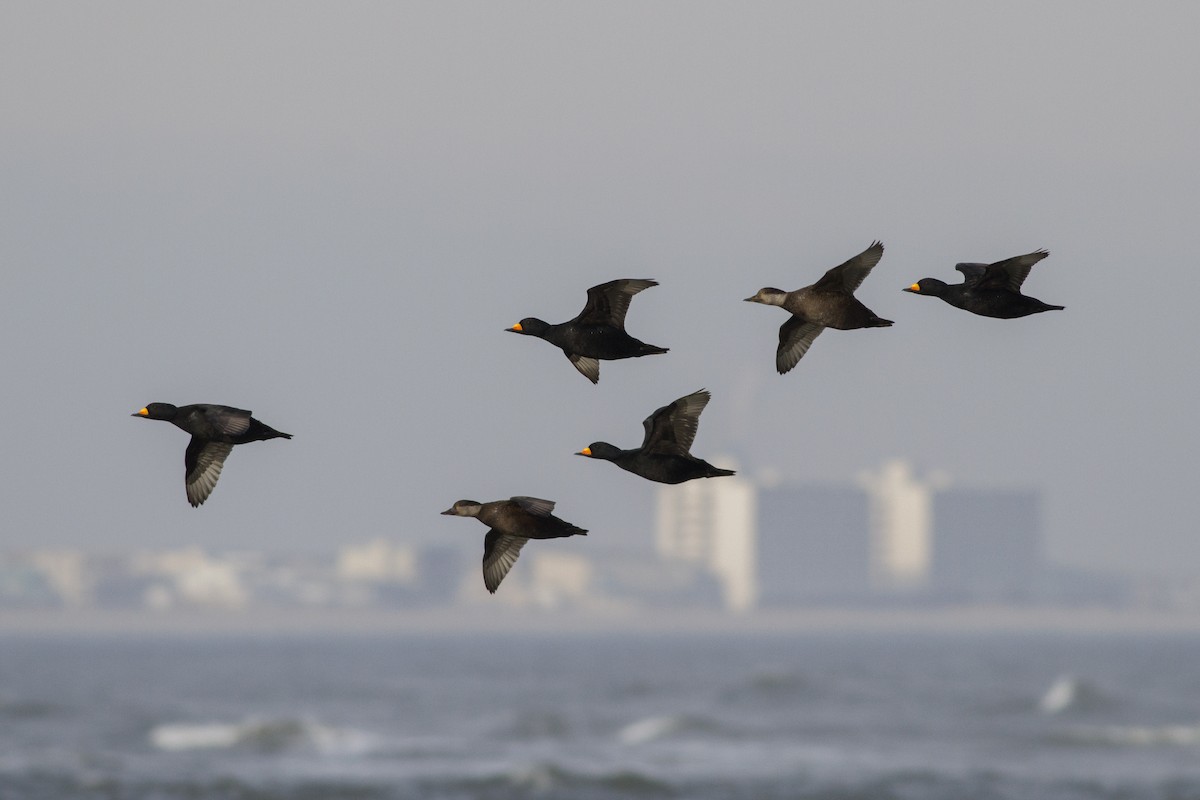 Black Scoter - Samuel Paul Galick