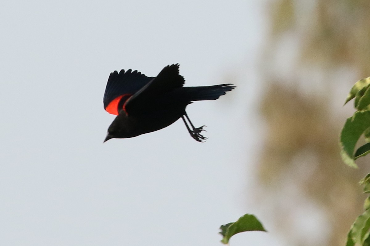 Red-winged Blackbird (California Bicolored) - David Yeamans
