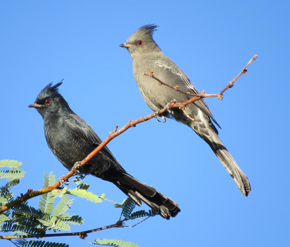 Phainopepla - Ed Dunn