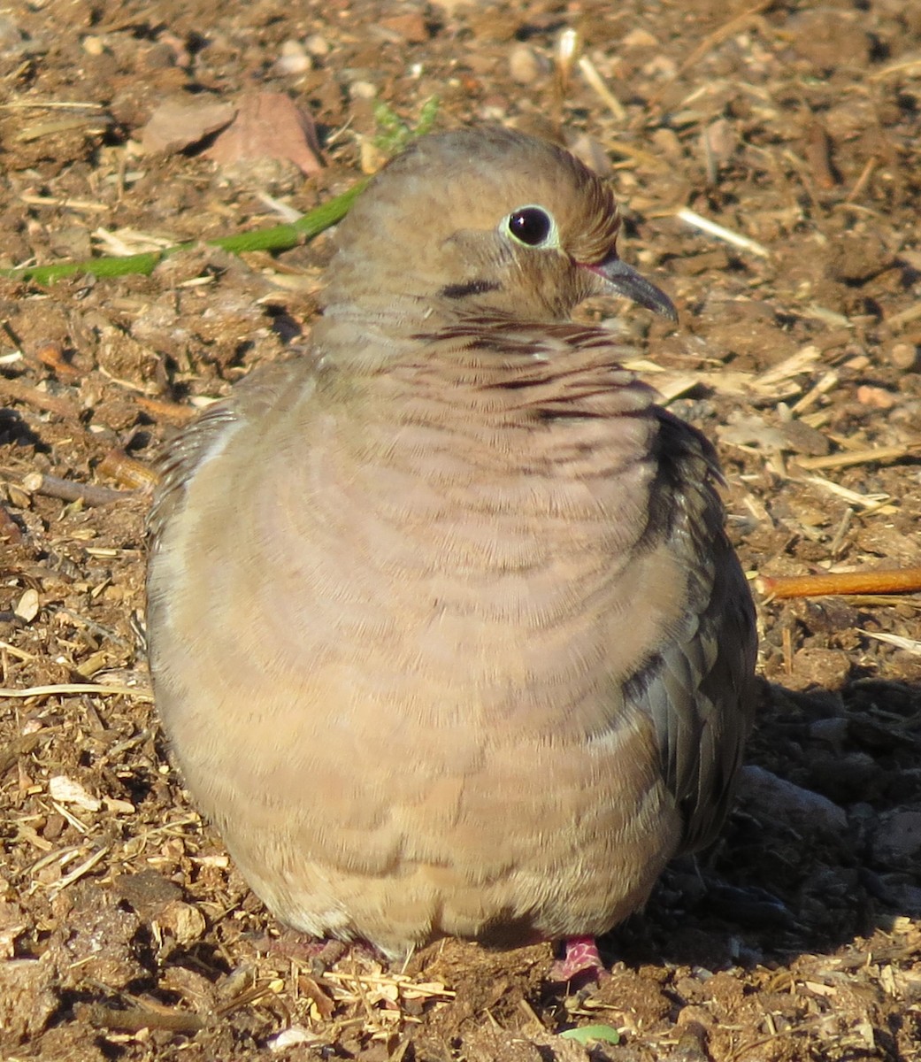 Mourning Dove - ML69259621