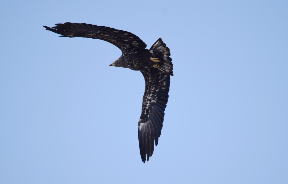 Bald Eagle - ML69260161