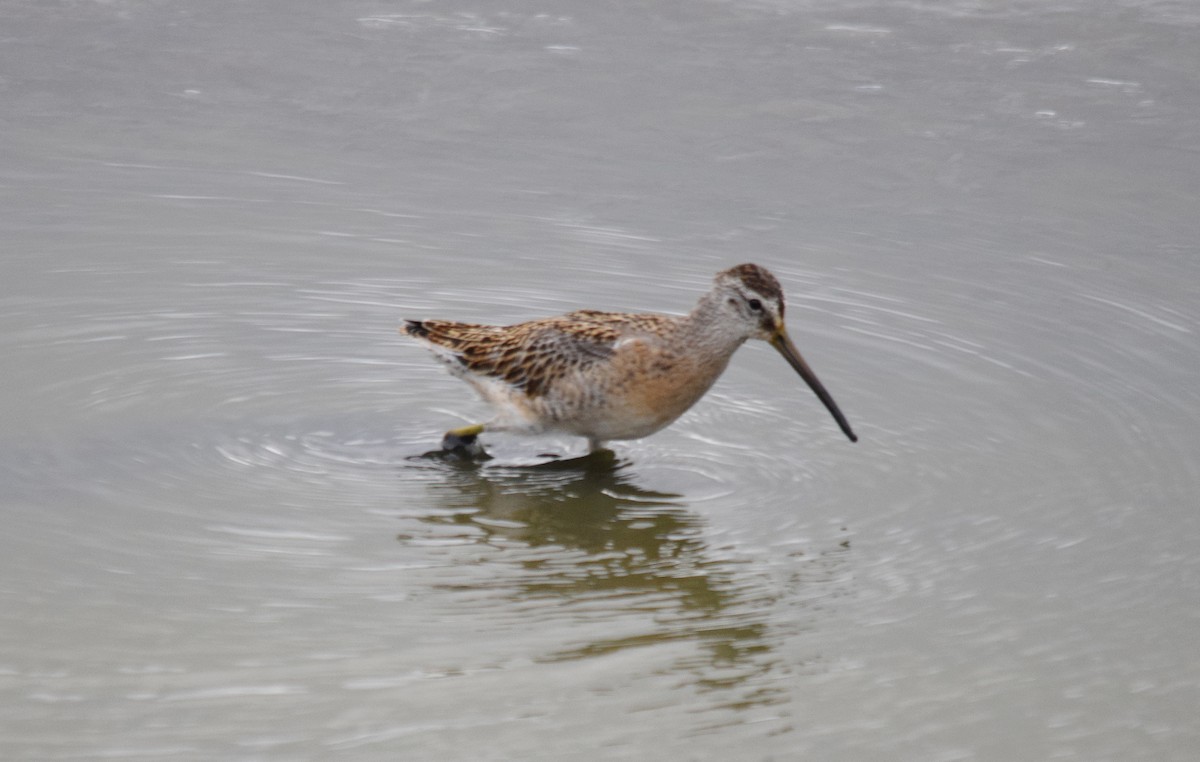 Short-billed Dowitcher - ML69260211