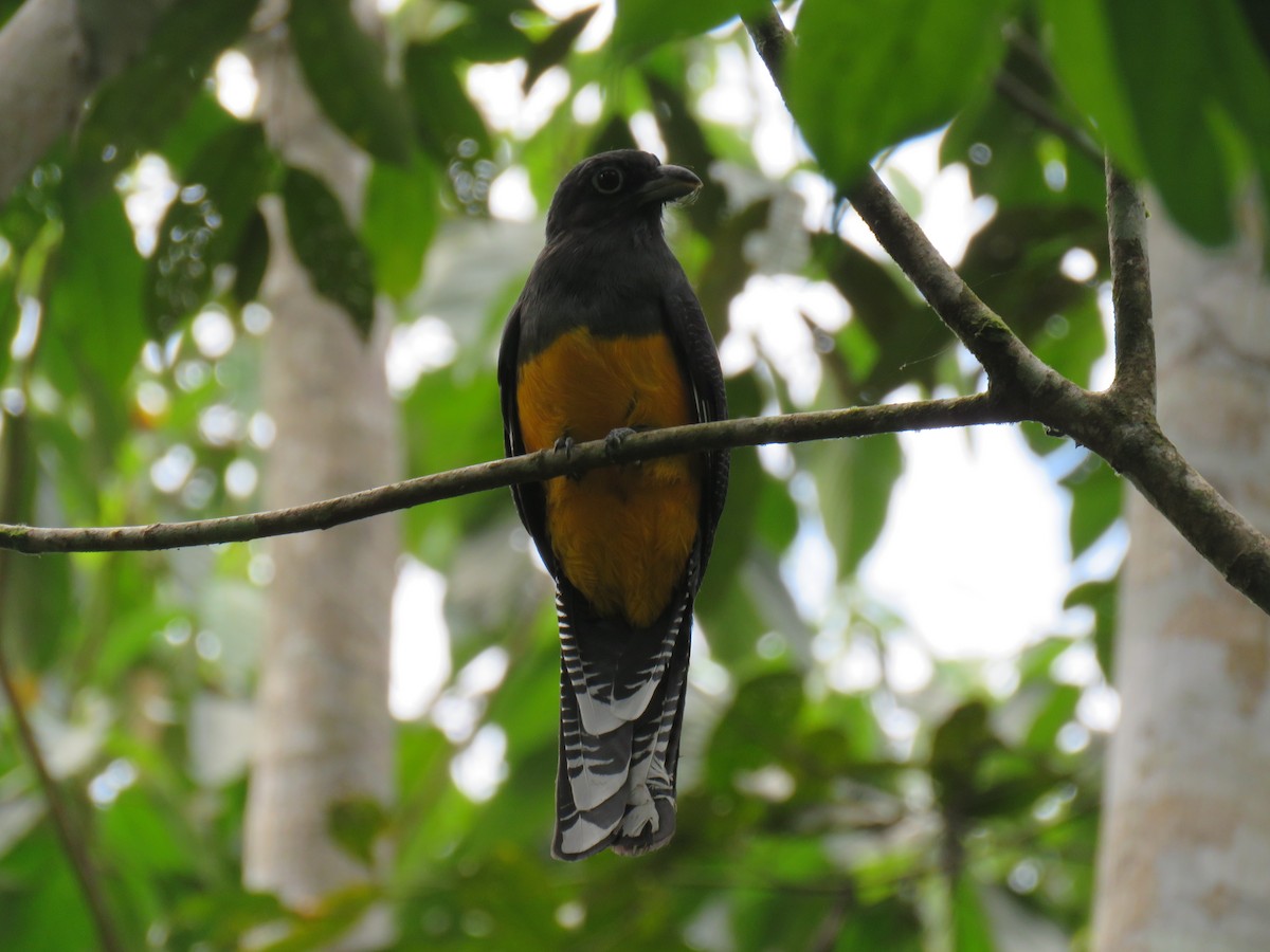 trogon zelenohřbetý - ML69260251