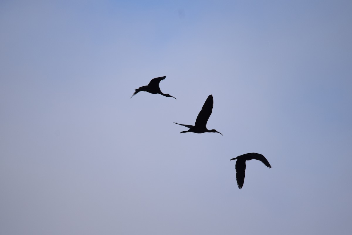 Glossy Ibis - ML69260331