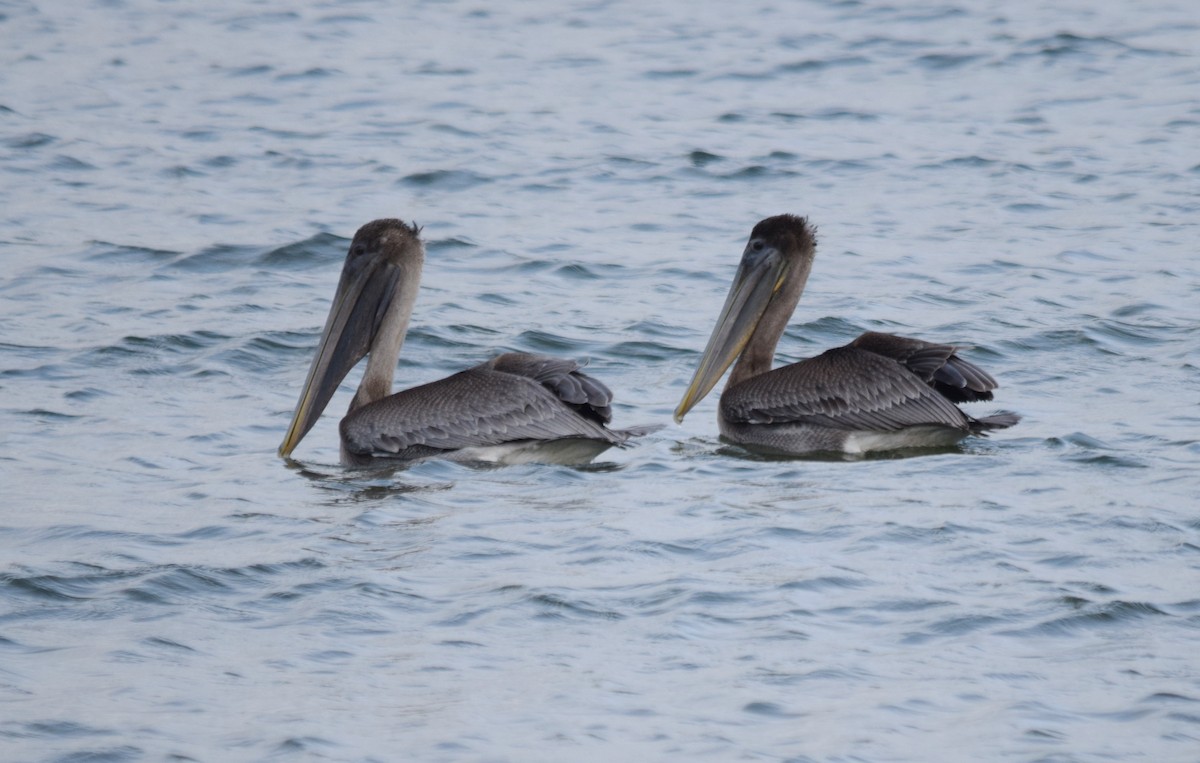 Brown Pelican - ML69260661