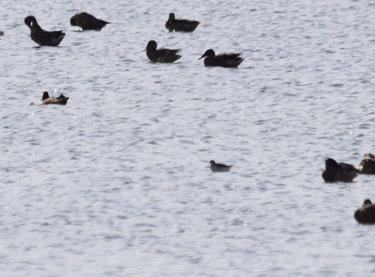 Red-necked Phalarope - ML69260911