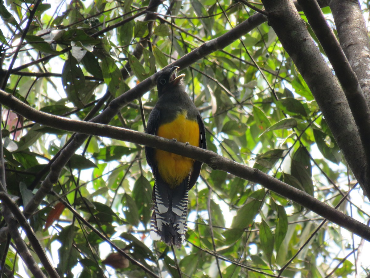 trogon zelenohřbetý - ML69261421