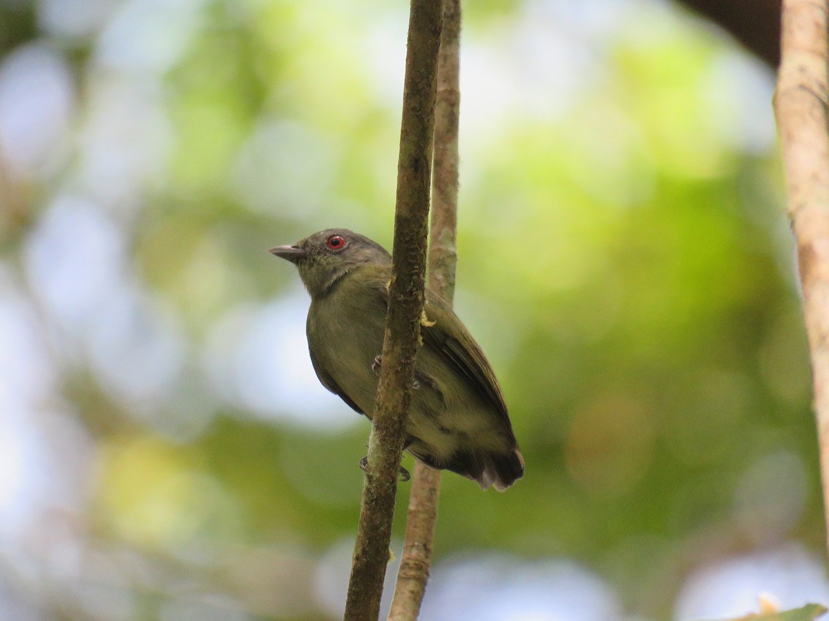 White-crowned Manakin - Hugo Foxonet