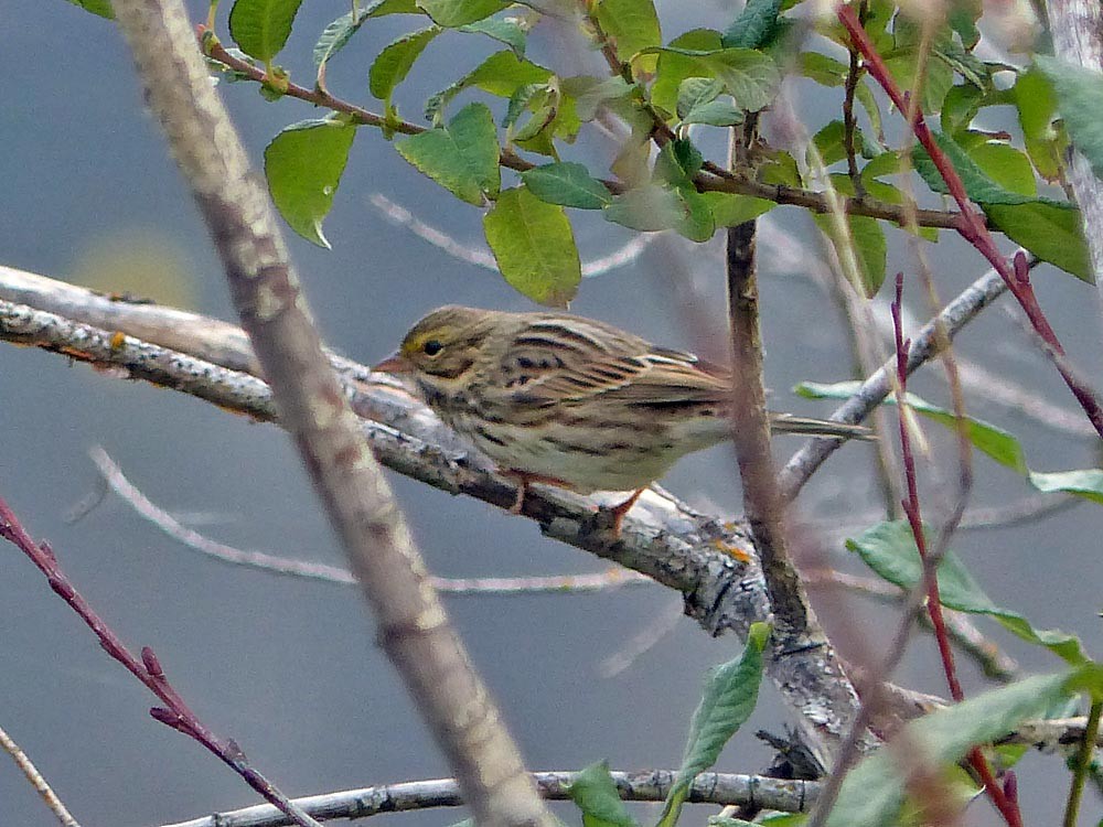 Savannah Sparrow - Paul Prappas