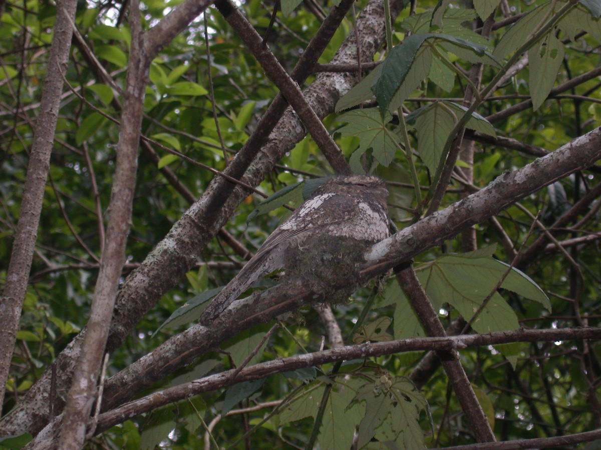 Hodgson's Frogmouth - ML69262431