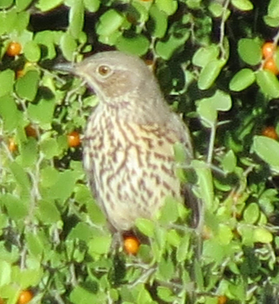 Sage Thrasher - ML69262941