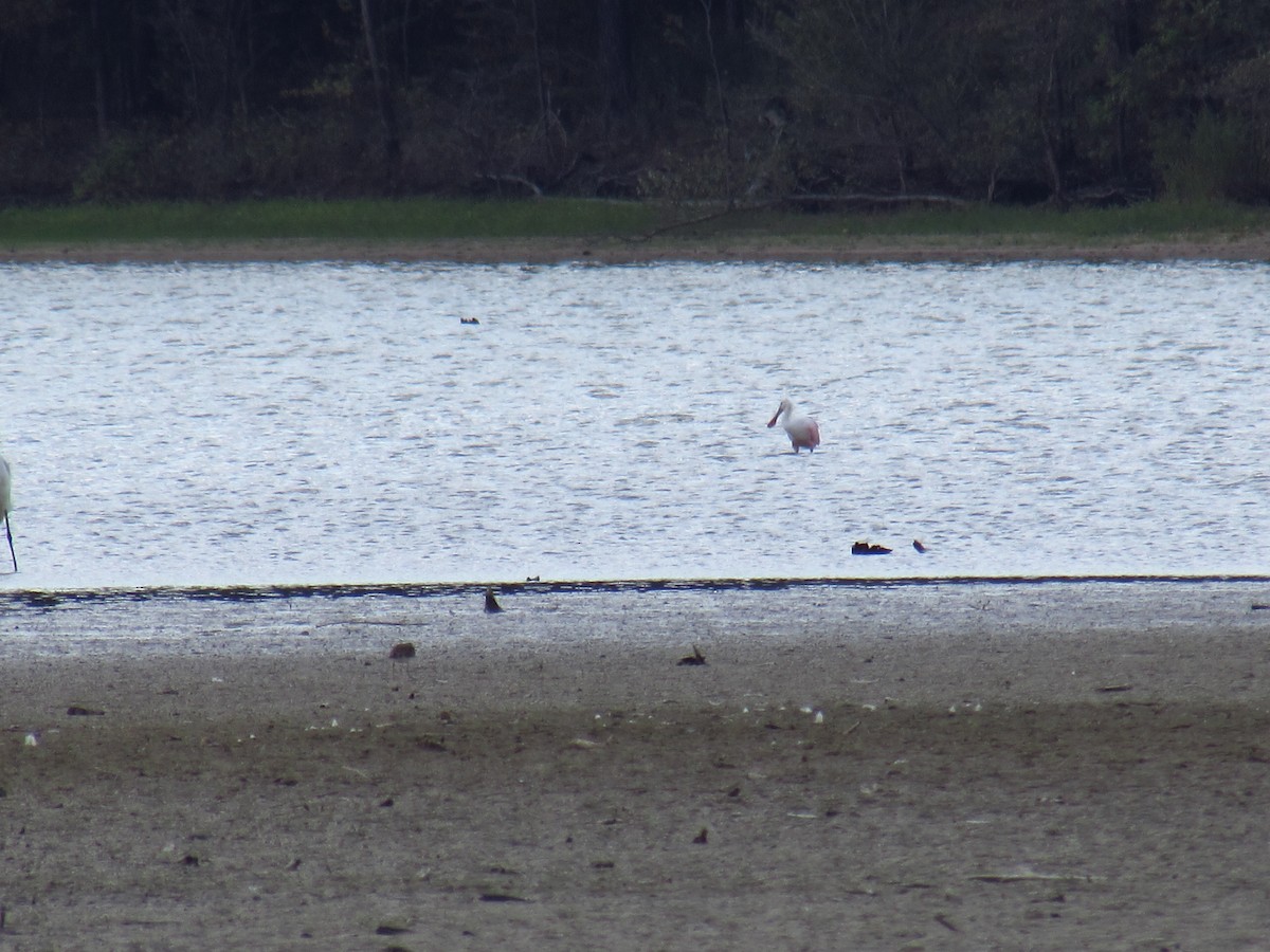 Roseate Spoonbill - ML69264141