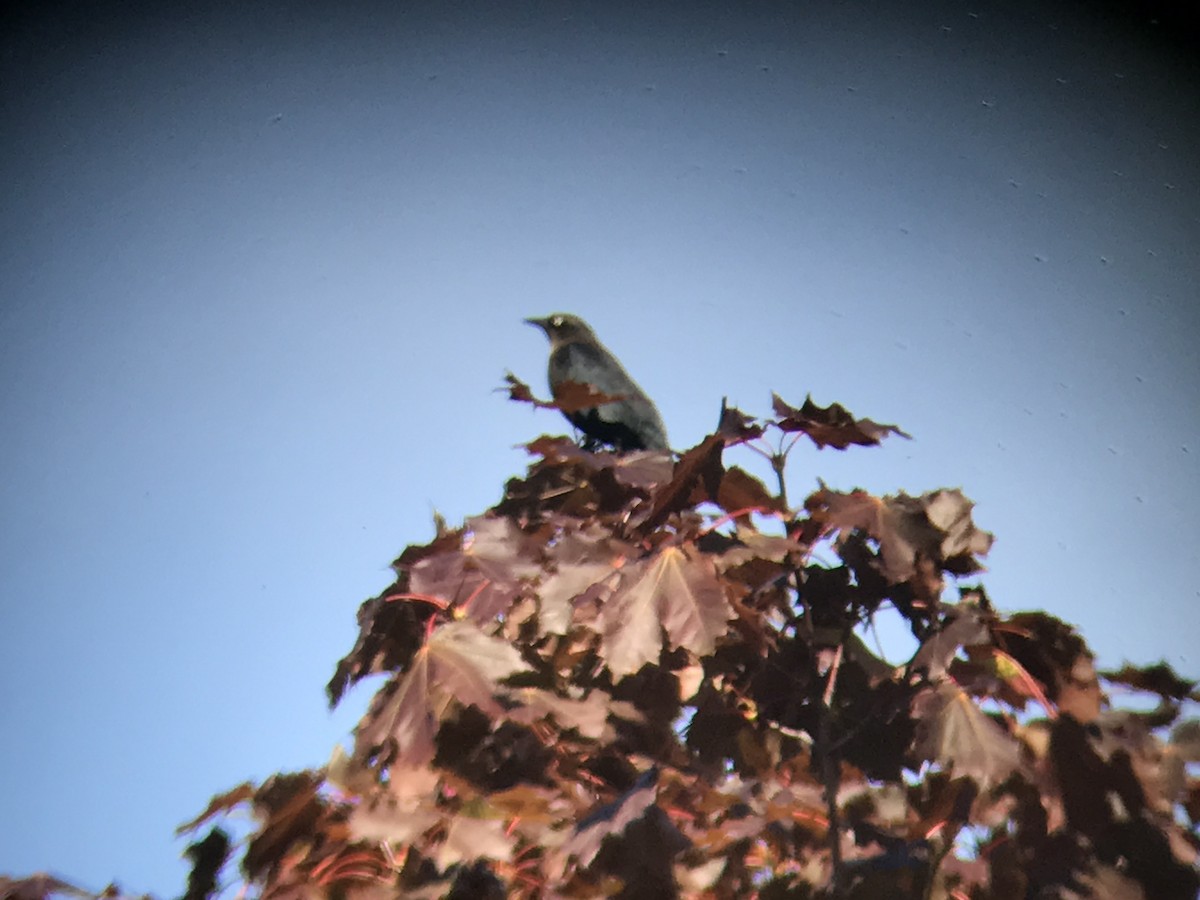 Rusty Blackbird - ML69264731