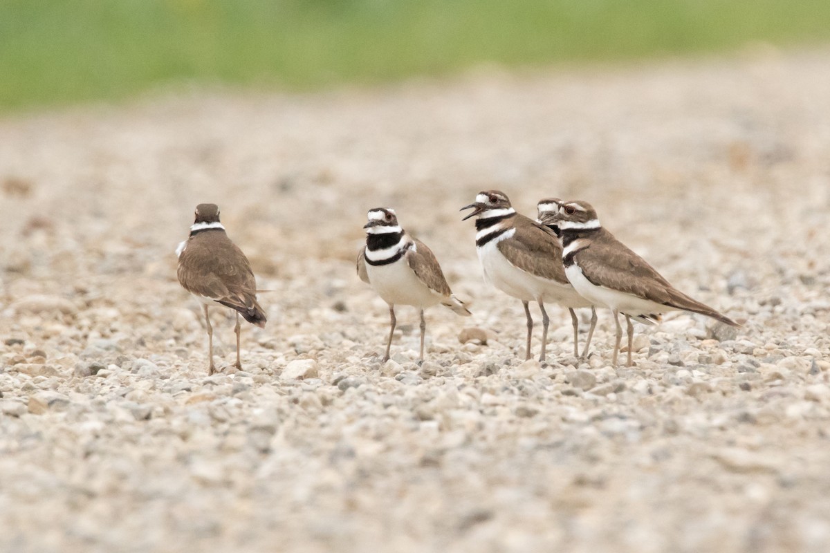 Killdeer - Brad Imhoff