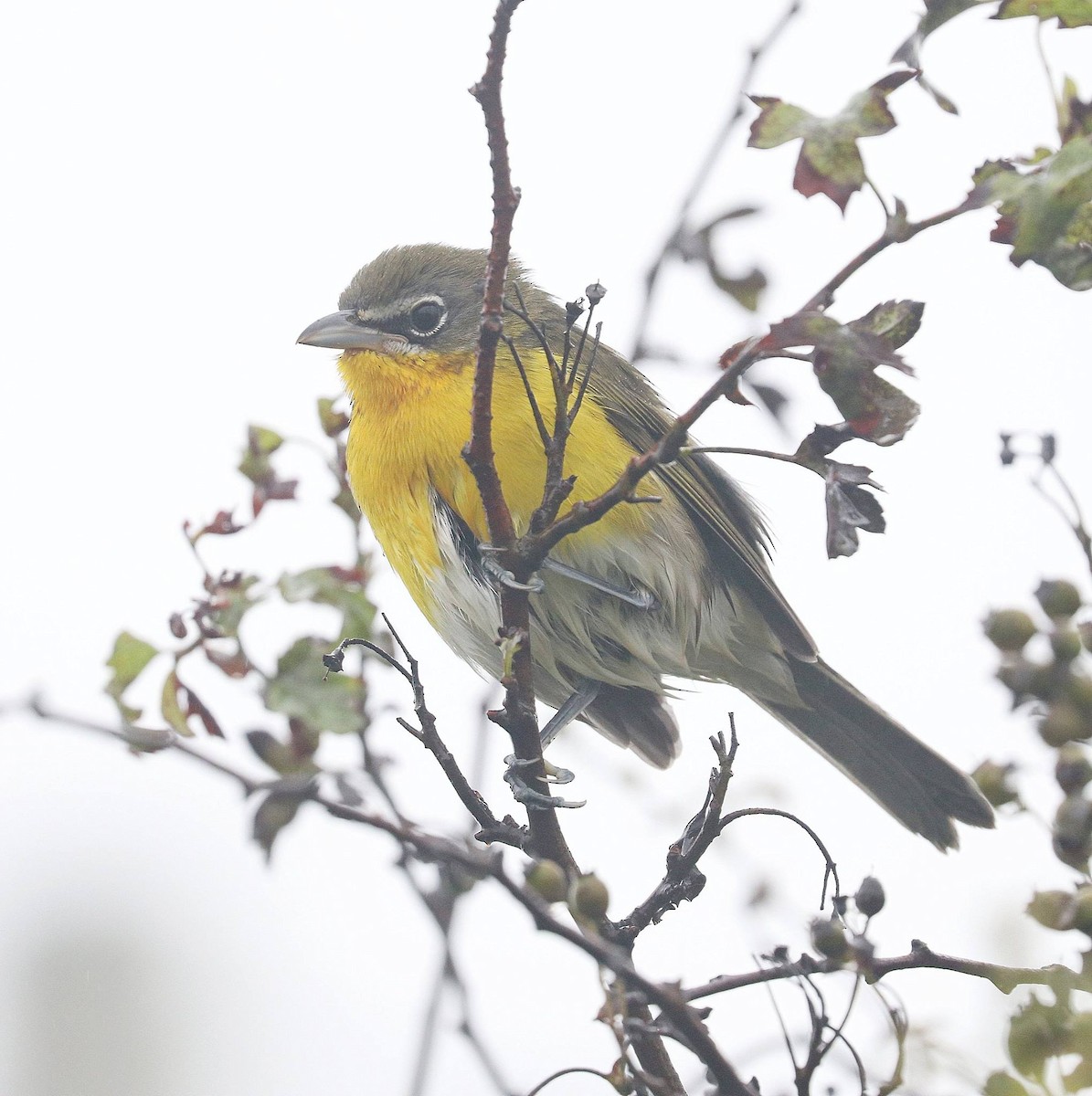 Yellow-breasted Chat - ML69266851