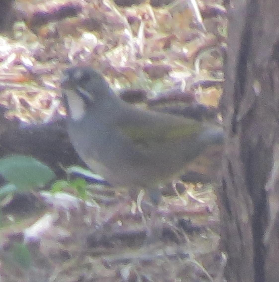 Green-tailed Towhee - ML69267151