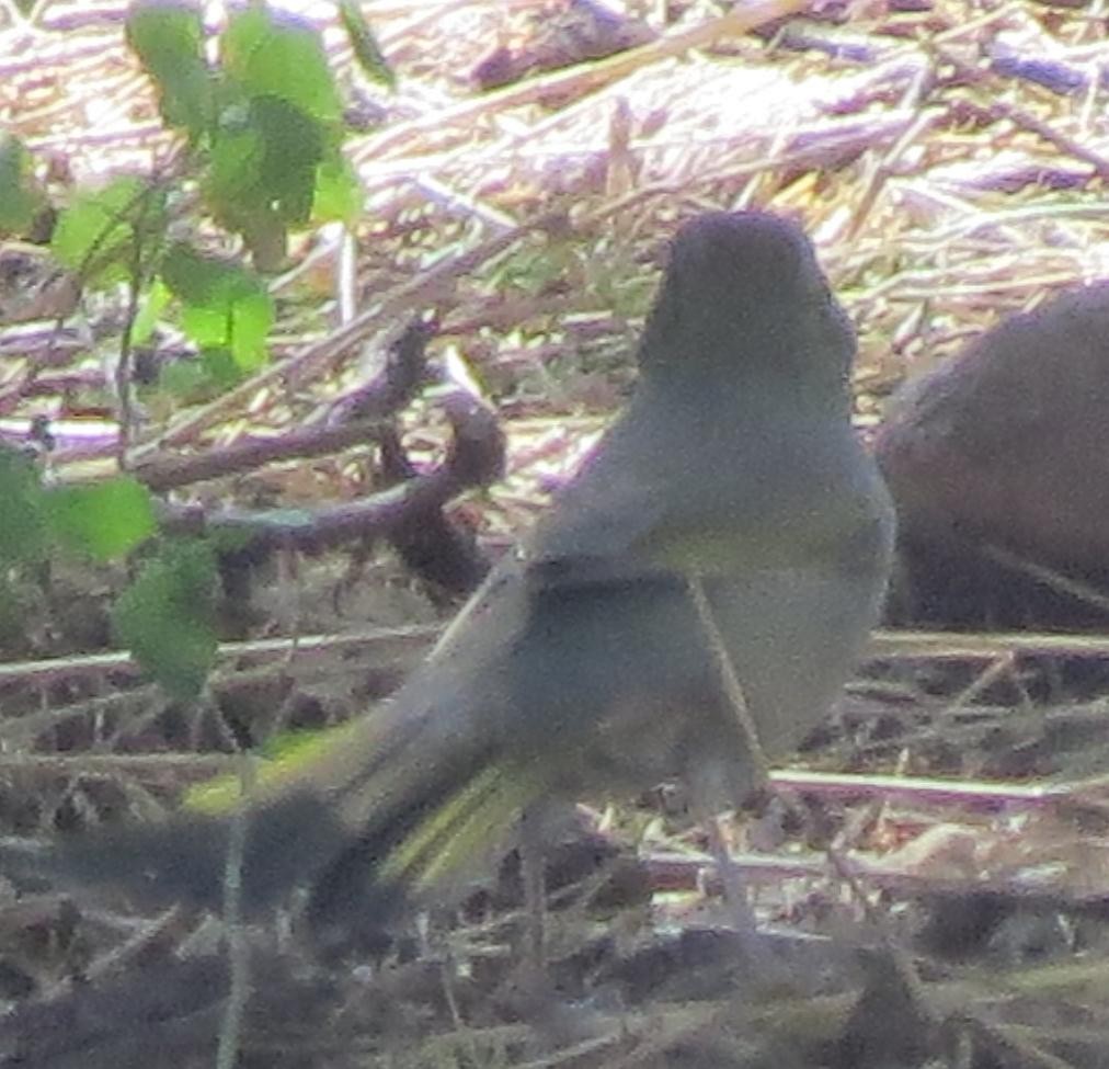 Green-tailed Towhee - ML69267171