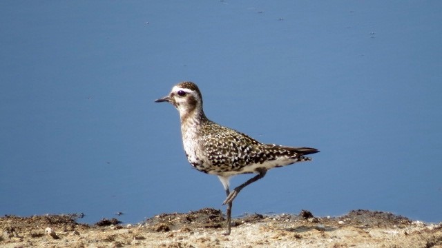 Chorlito Dorado Americano - ML69267291