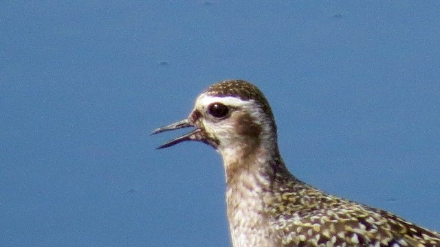 Chorlito Dorado Americano - ML69267611