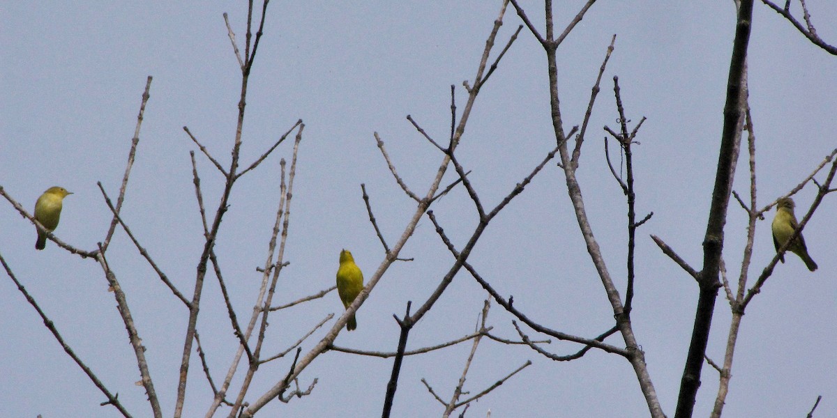 Yellow Warbler - ML69269301