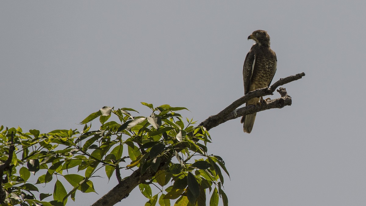 White-eyed Buzzard - Parmil Kumar