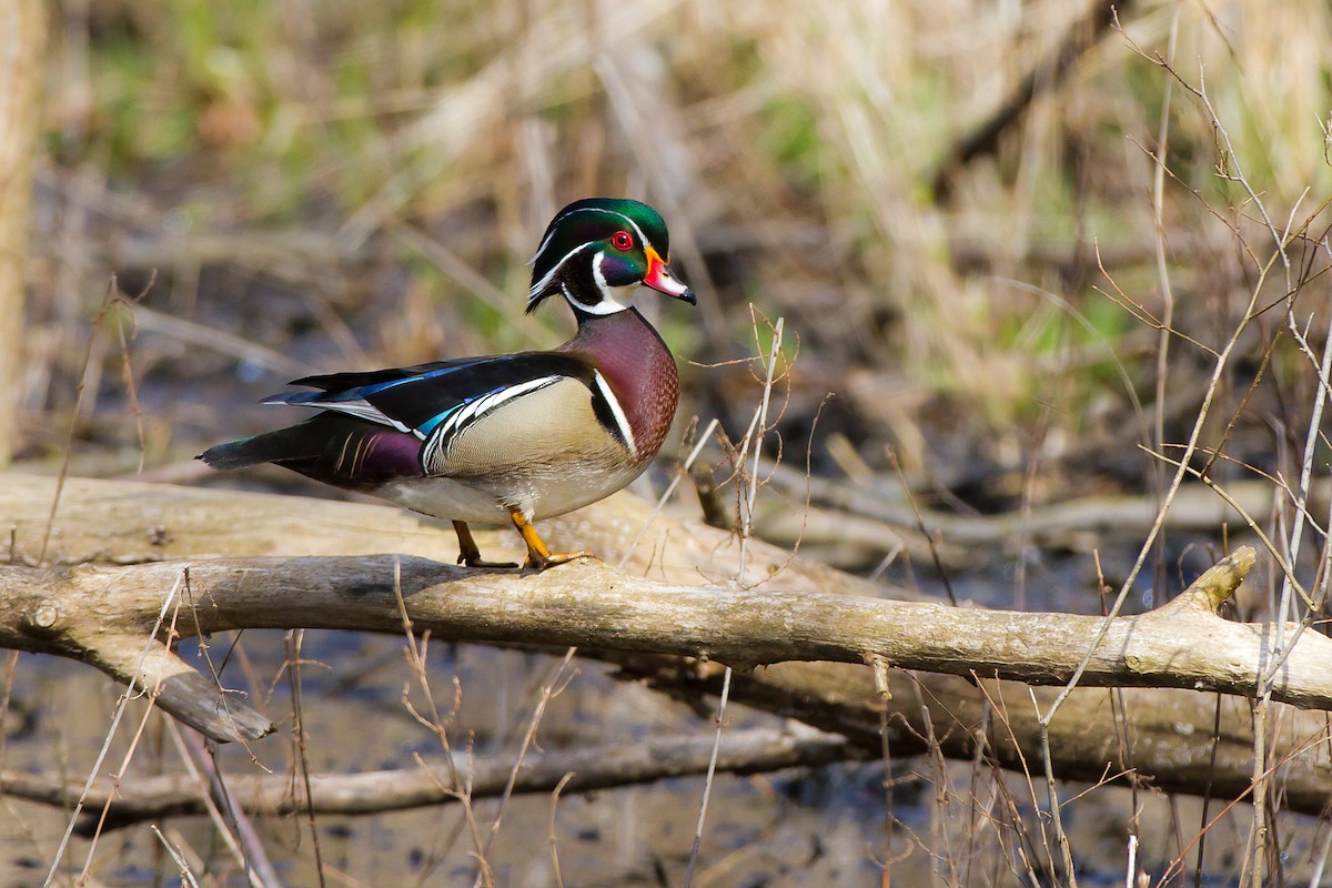 Wood Duck - ML69270441