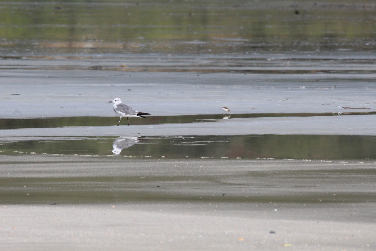 Laughing Gull - Hans  Velásquez González