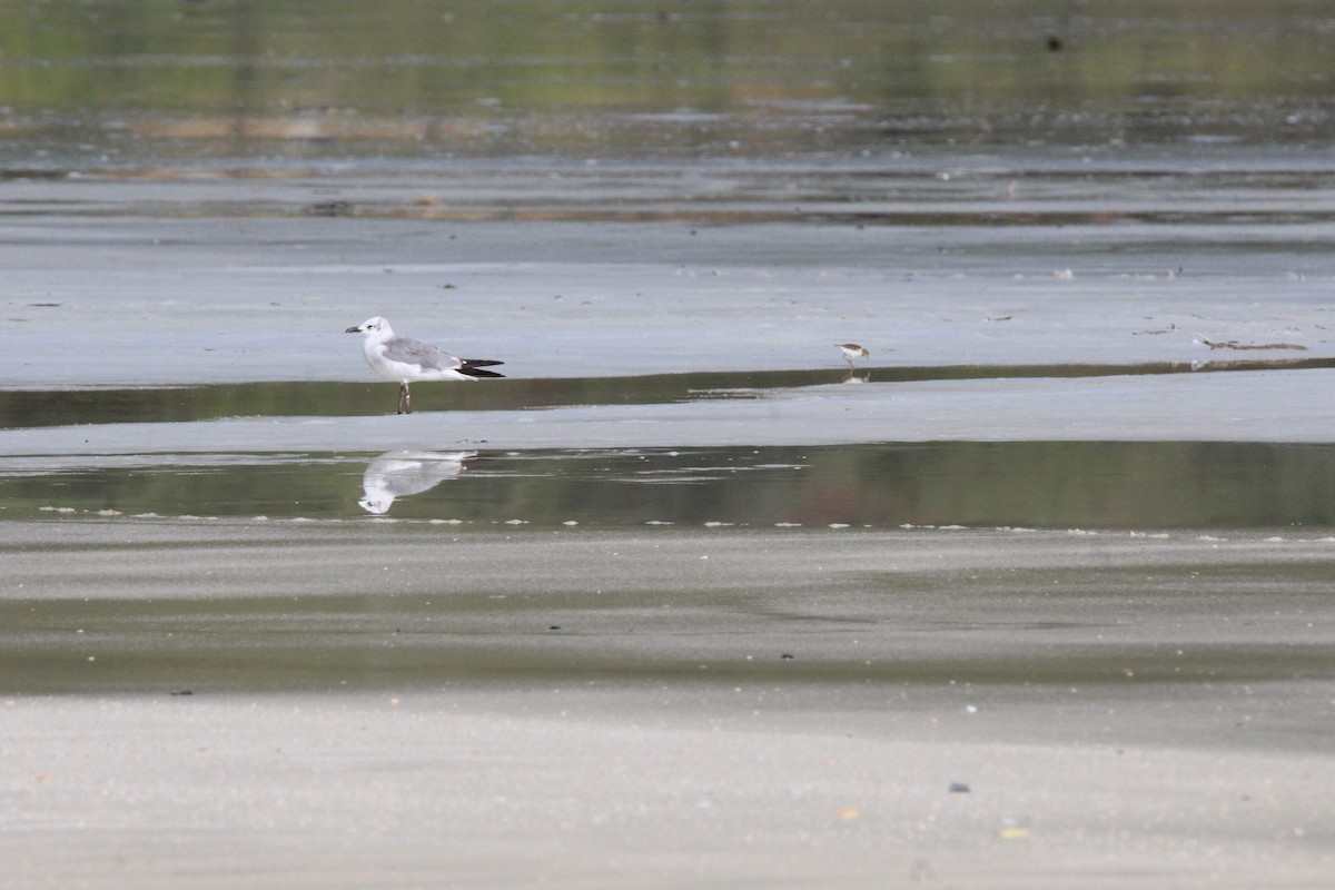 Laughing Gull - Hans  Velásquez González