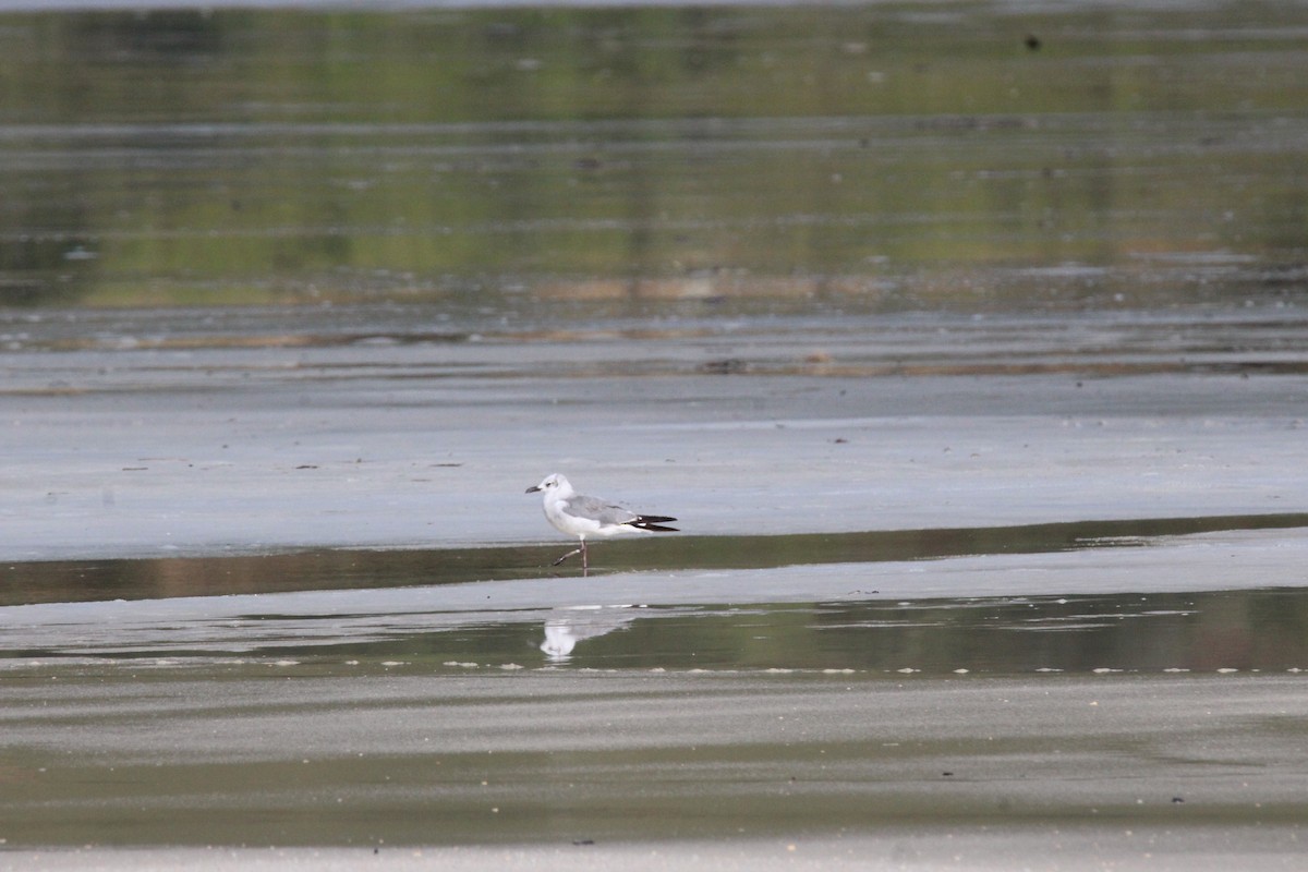 Mouette atricille - ML69270601