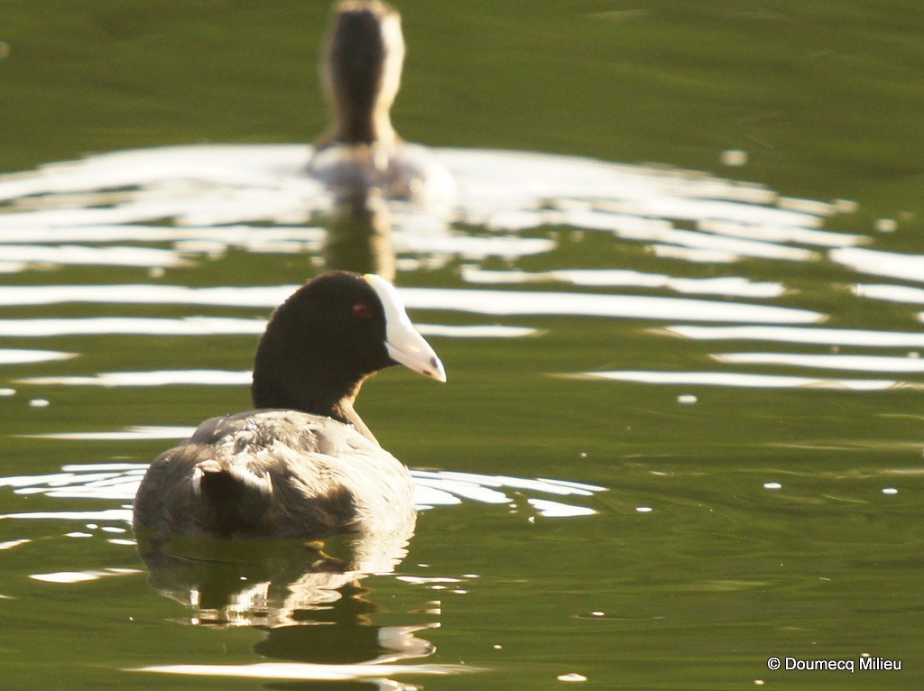 Американская лысуха (White-shielded) - ML69270851