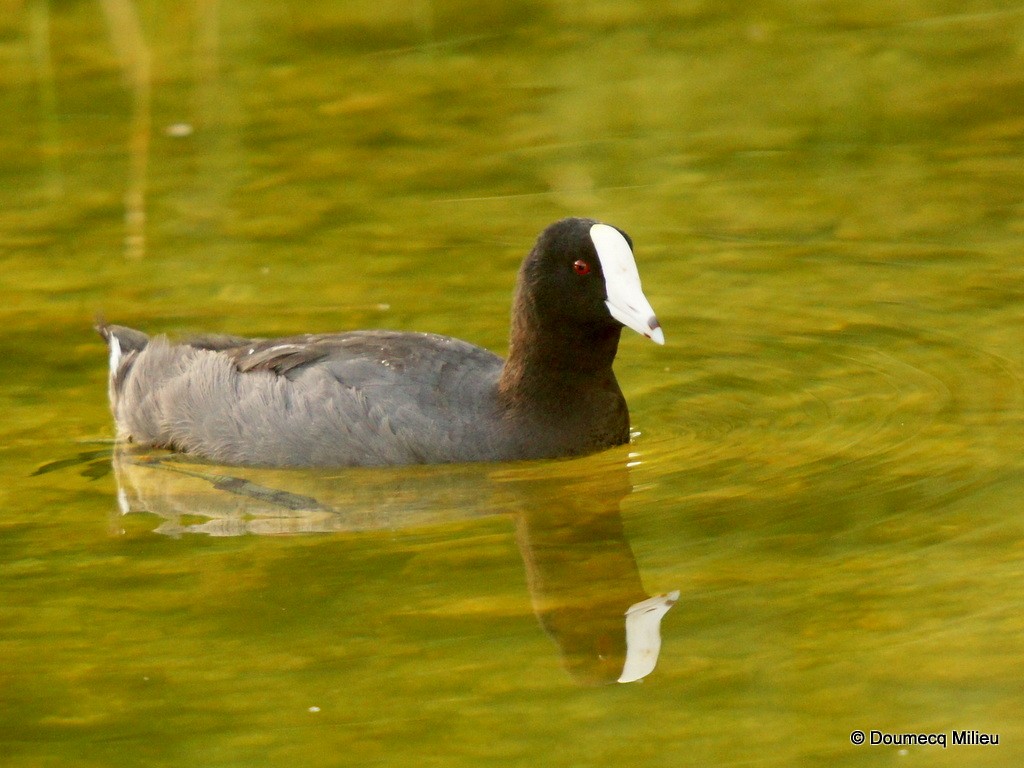 Foulque d'Amérique (forme à cachet blanc) - ML69270861