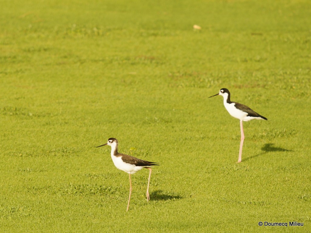 Black-necked Stilt - Ricardo  Doumecq Milieu