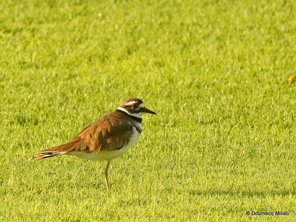 Killdeer - ML69270921