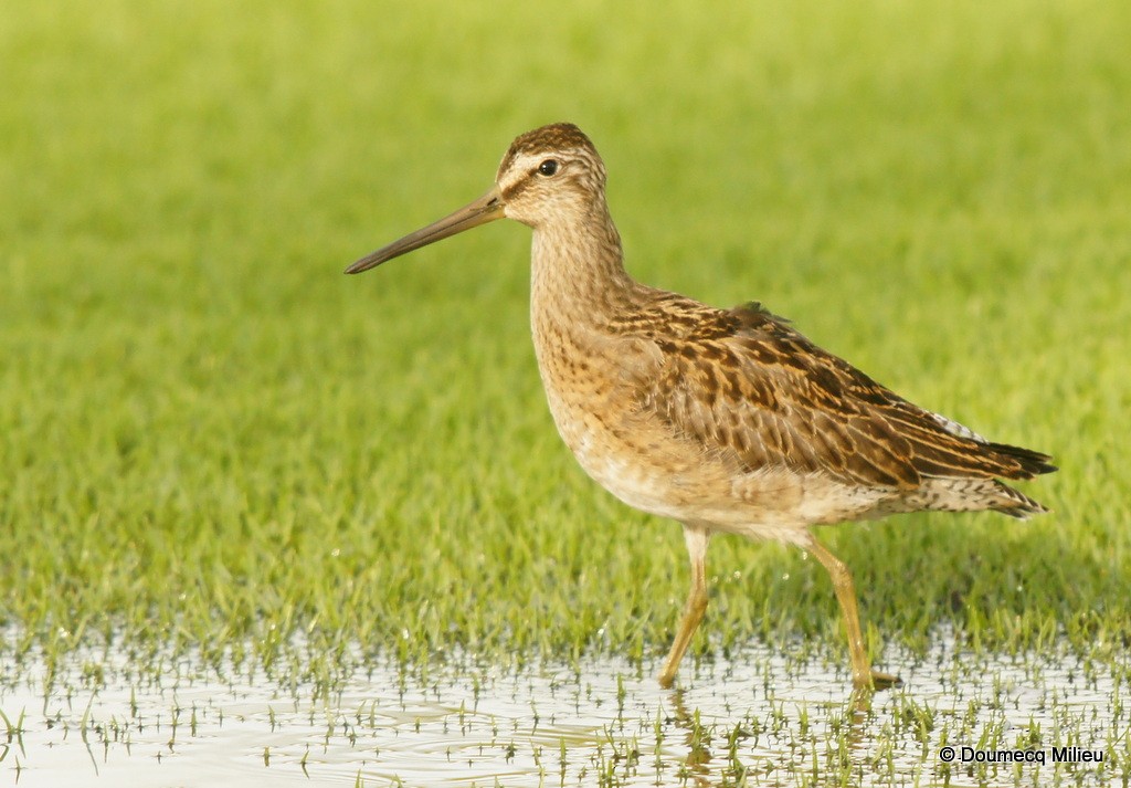 kortnebbekkasinsnipe - ML69270951