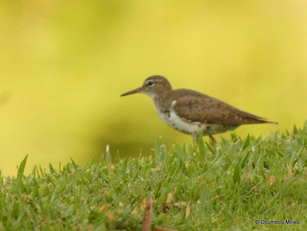 Spotted Sandpiper - Ricardo  Doumecq Milieu