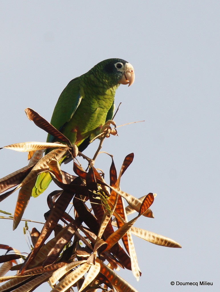 ミミグロボウシインコ - ML69271081