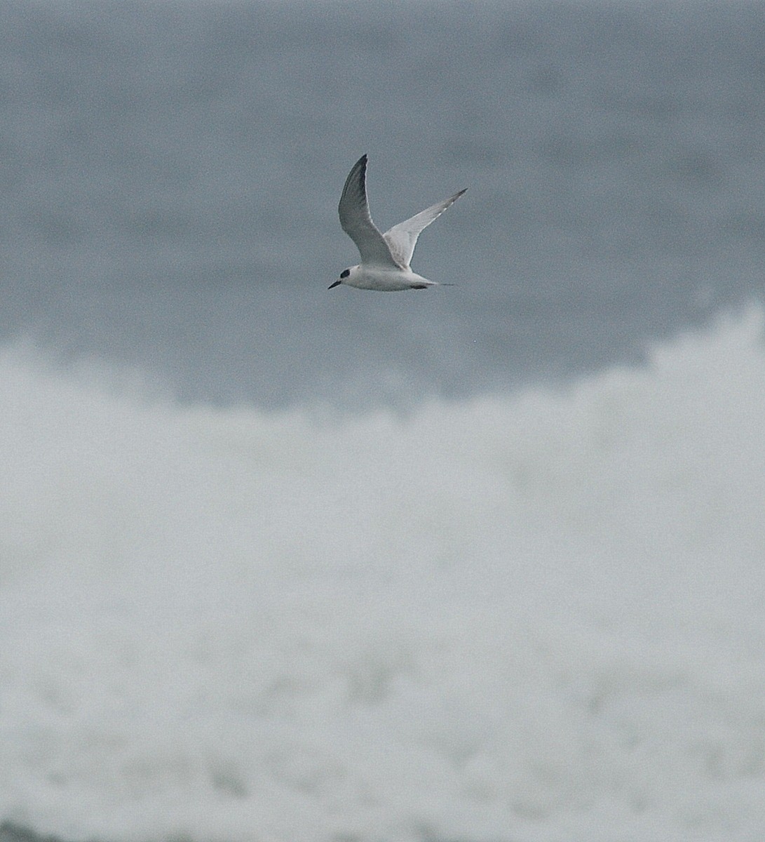 Forster's Tern - ML69271191