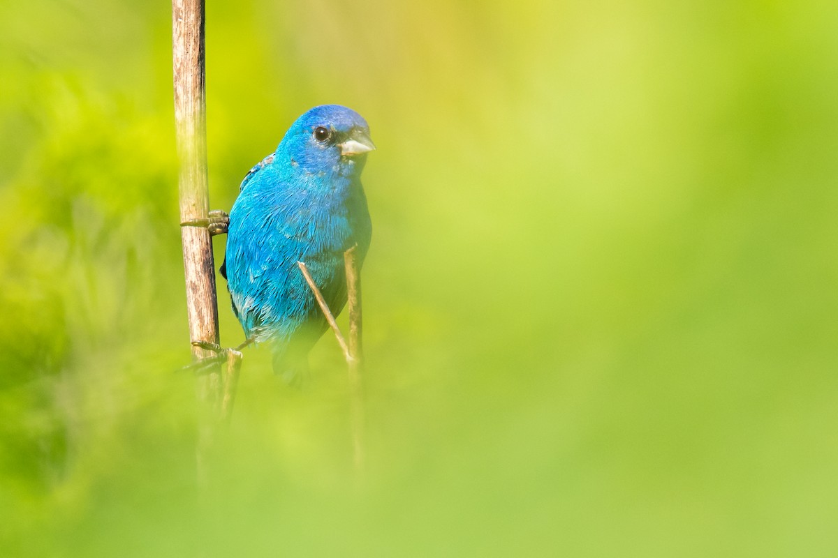 Indigo Bunting - ML69271491