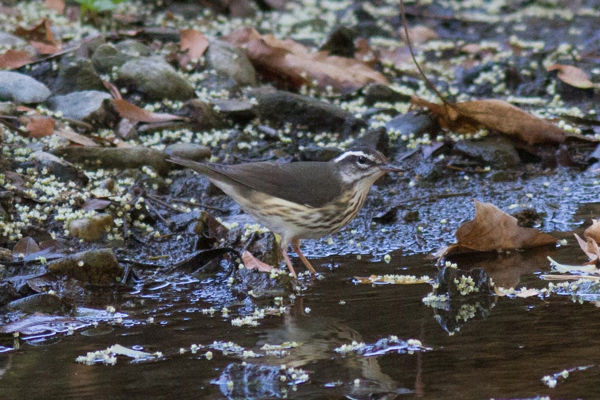 Louisiana Waterthrush - ML69272701