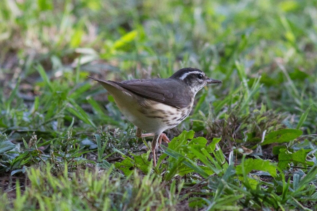 Louisiana Waterthrush - Justyn Stahl