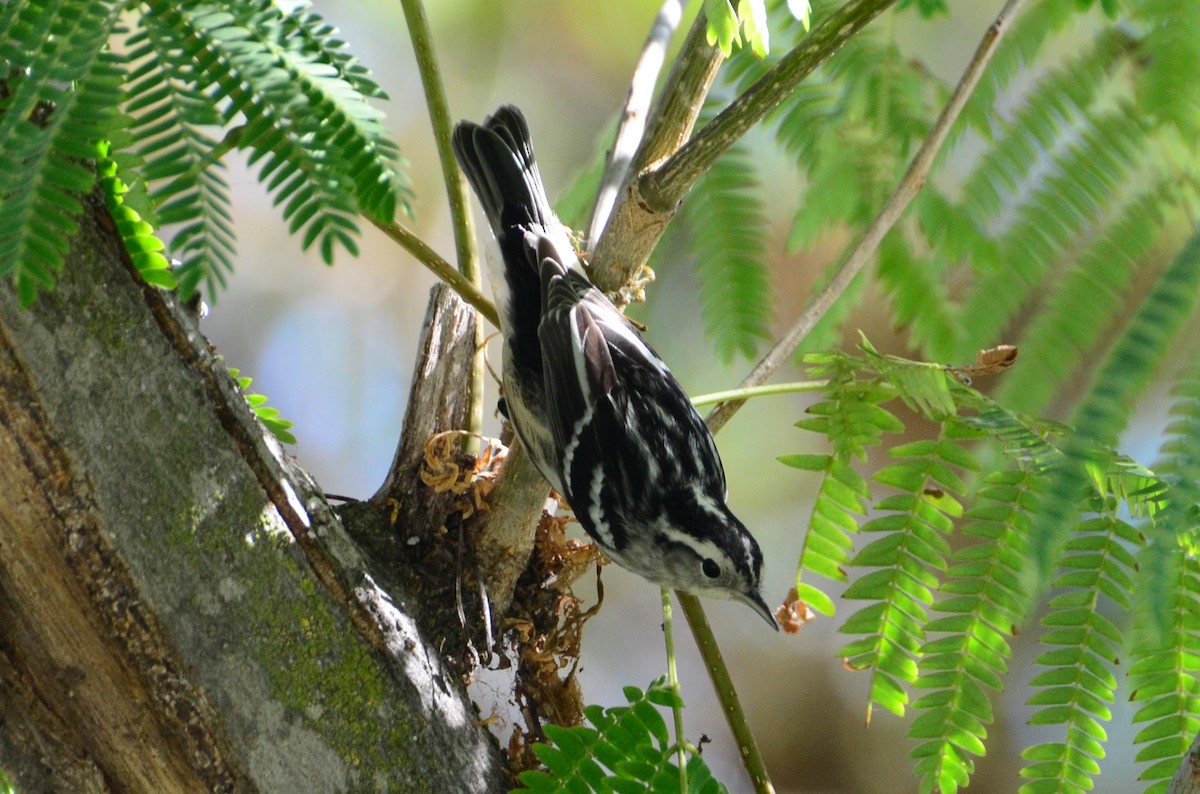 Black-and-white Warbler - ML69272891