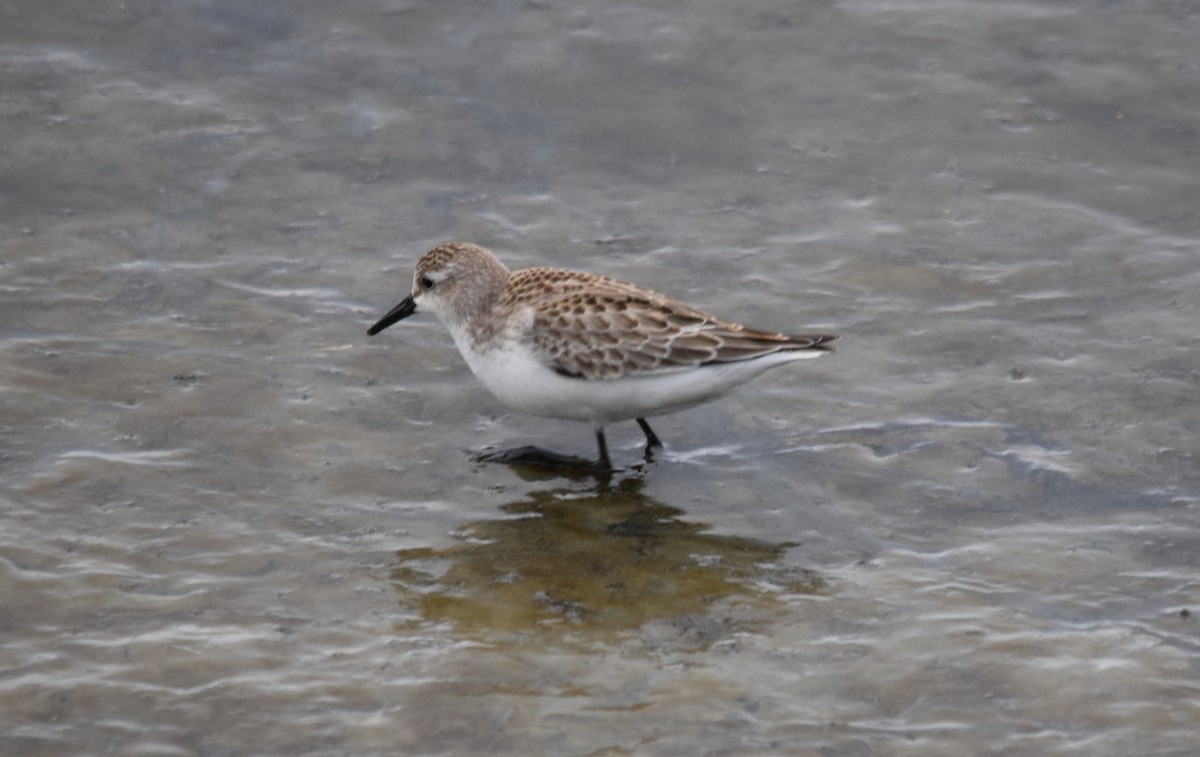 Semipalmated Sandpiper - ML69273581