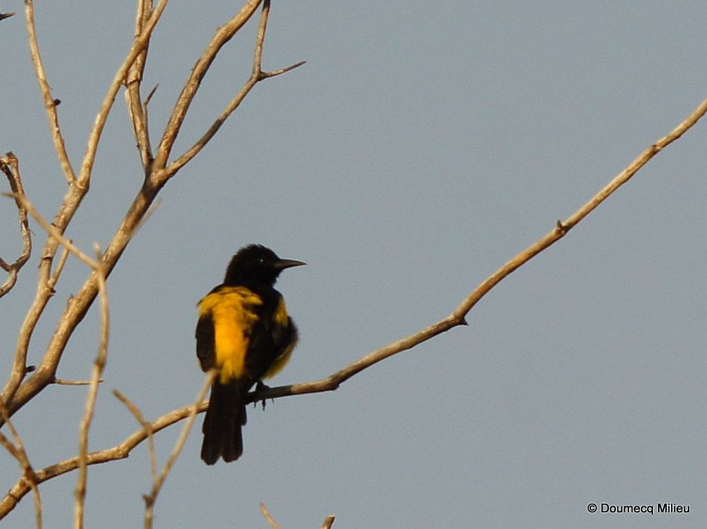 Oriole d'Hispaniola - ML69273631