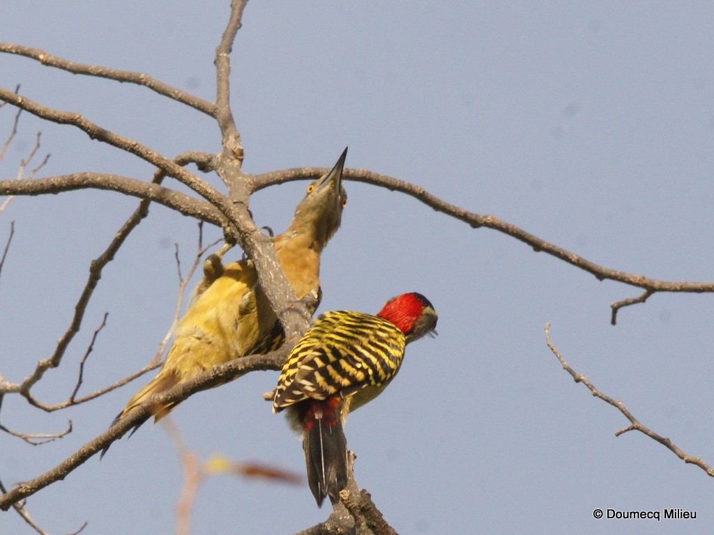 Hispaniolan Woodpecker - Ricardo  Doumecq Milieu