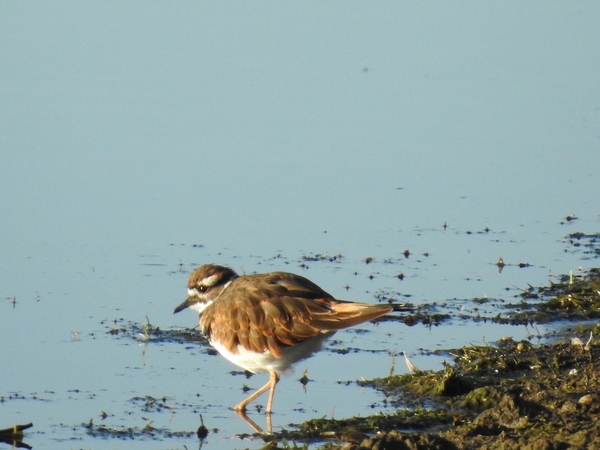 Killdeer - ML69274681