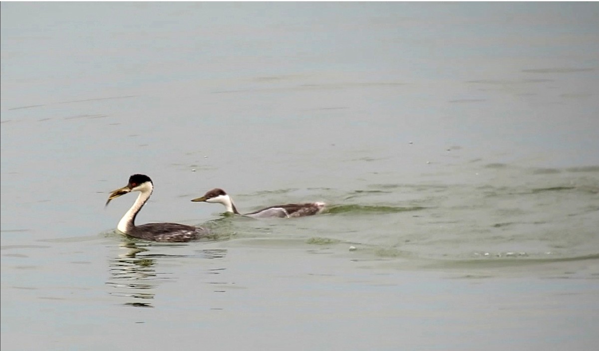 Western Grebe - ML69275191