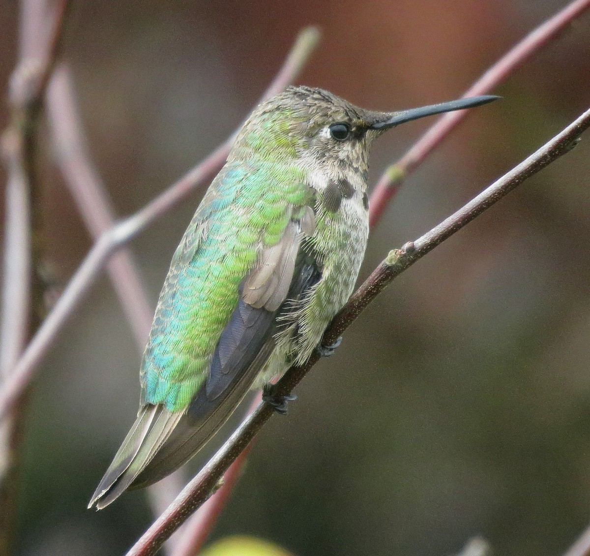 Colibri d'Anna - ML69275501