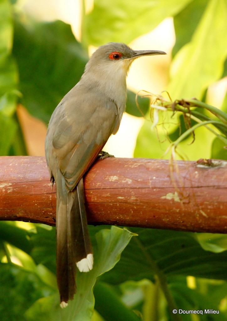 Hispaniolan Lizard-Cuckoo - ML69276481