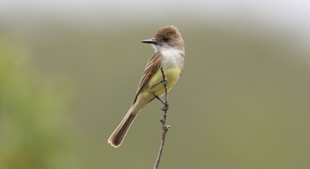 Dusky-capped Flycatcher - Daren O'Brien